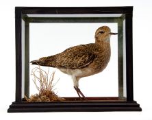 Taxidermy Cased Golden Plover on naturalistic base, 25 x 28cm