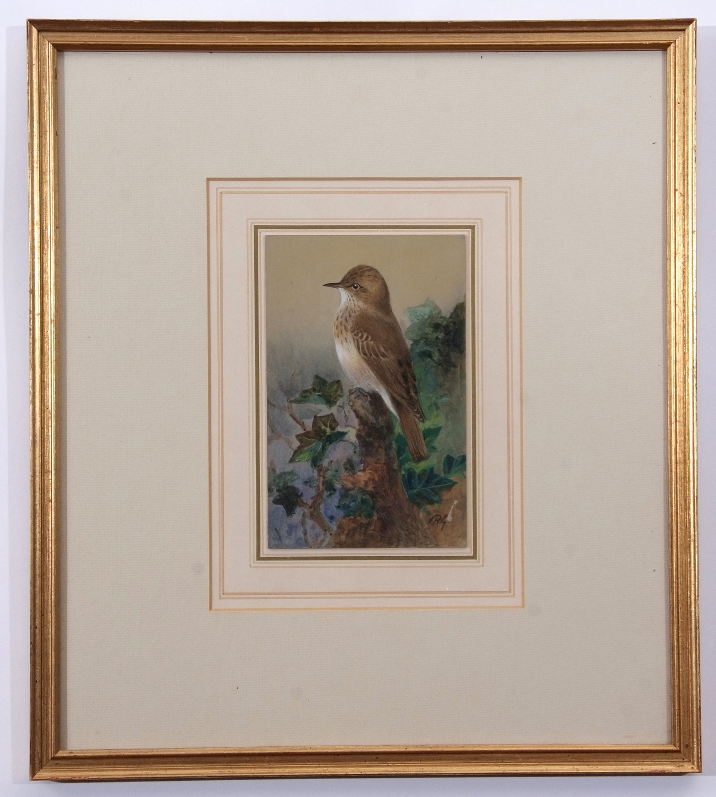 AR Roland Green (1896-1972), Spotted flycatcher, watercolour, initialled lower right, 16 x 11cm. - Image 2 of 2