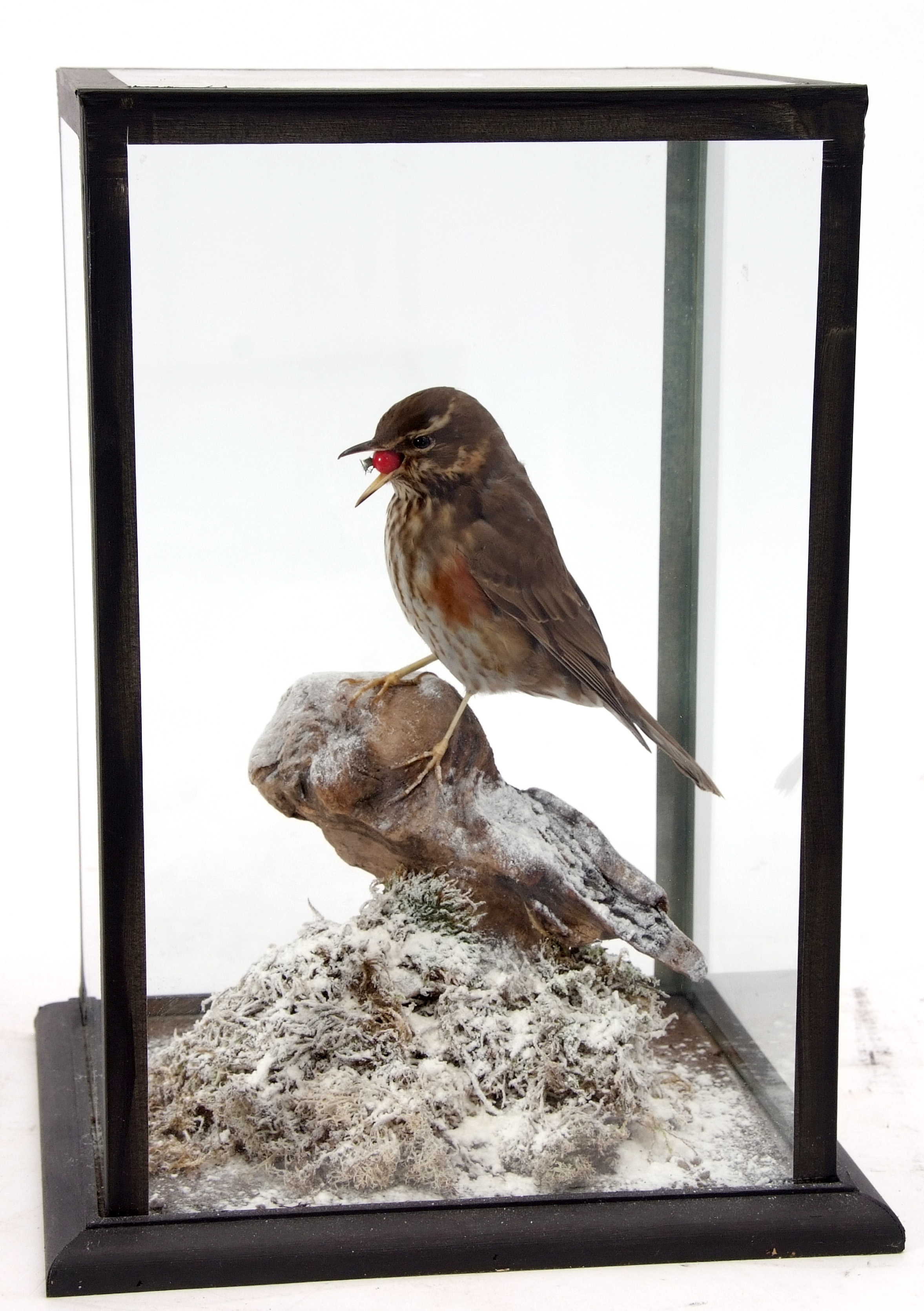 Taxidermy Cased Red Wing on naturalistic winter base, 40 x 25cm