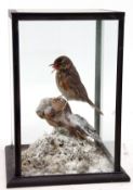 Taxidermy Cased Red Wing on naturalistic winter base, 40 x 25cm