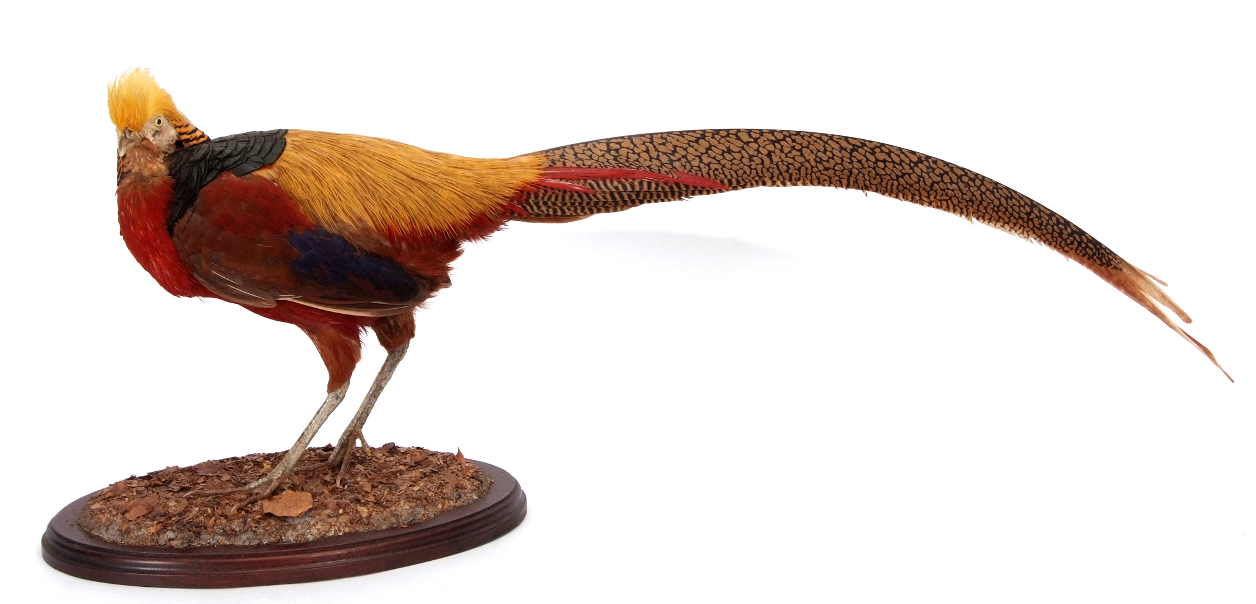 Taxidermy uncased Golden Pheasant on naturalistic base