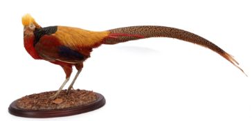 Taxidermy uncased Golden Pheasant on naturalistic base