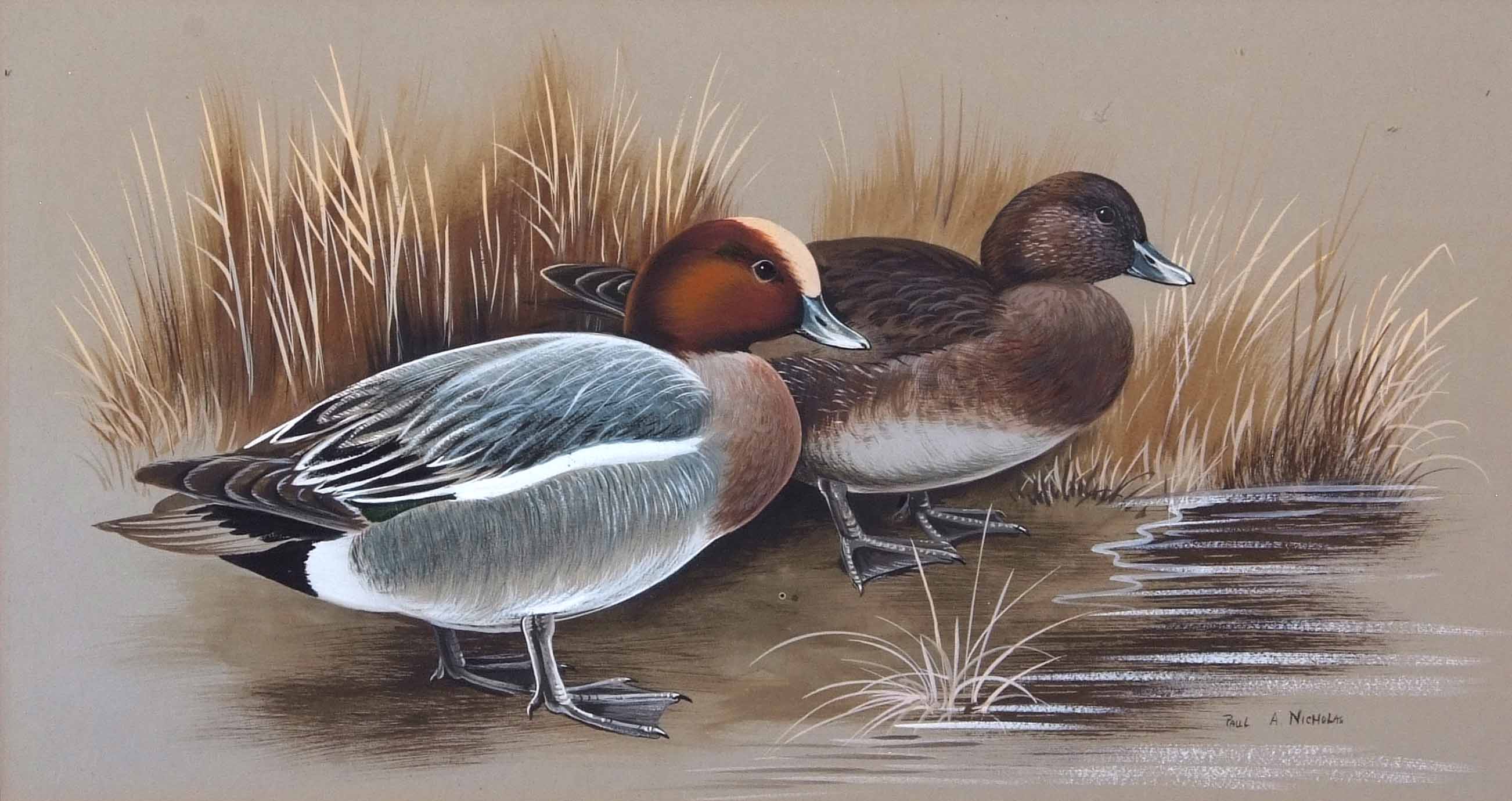 AR Paul A Nicholas (20th century), "Pair of Widgeon", watercolour, signed lower right, 16 x 28cm - Image 2 of 2