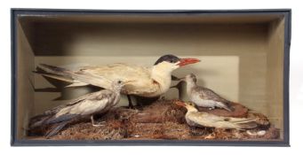 Taxidermy Cased group of 4 Terns in naturalistic setting, 38 x 77cm