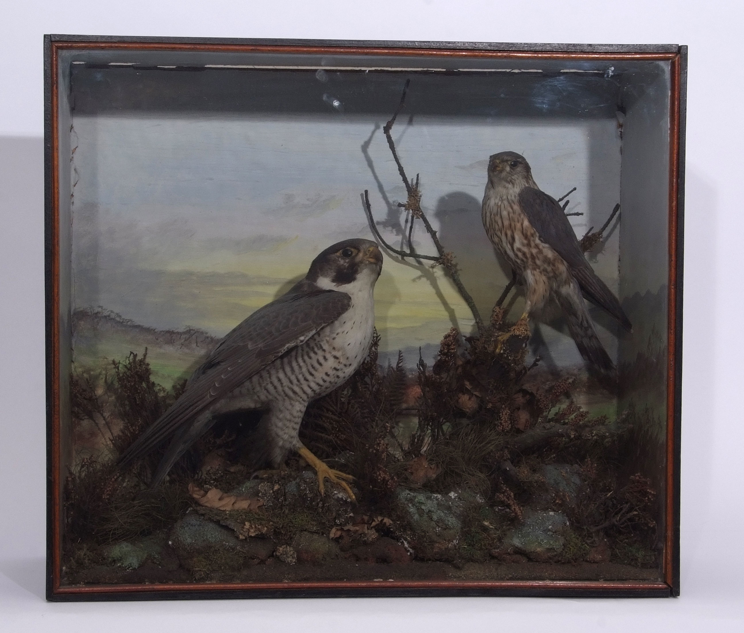 Taxidermy Cased Peregrine Falcon and Merlin in naturalistic setting (pre-1947), 50 x 58cm