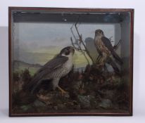 Taxidermy Cased Peregrine Falcon and Merlin in naturalistic setting (pre-1947), 50 x 58cm
