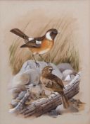 AR Terence J Bond (born 1946), "Stonechats", watercolour, signed lower right, 29 x 21cm