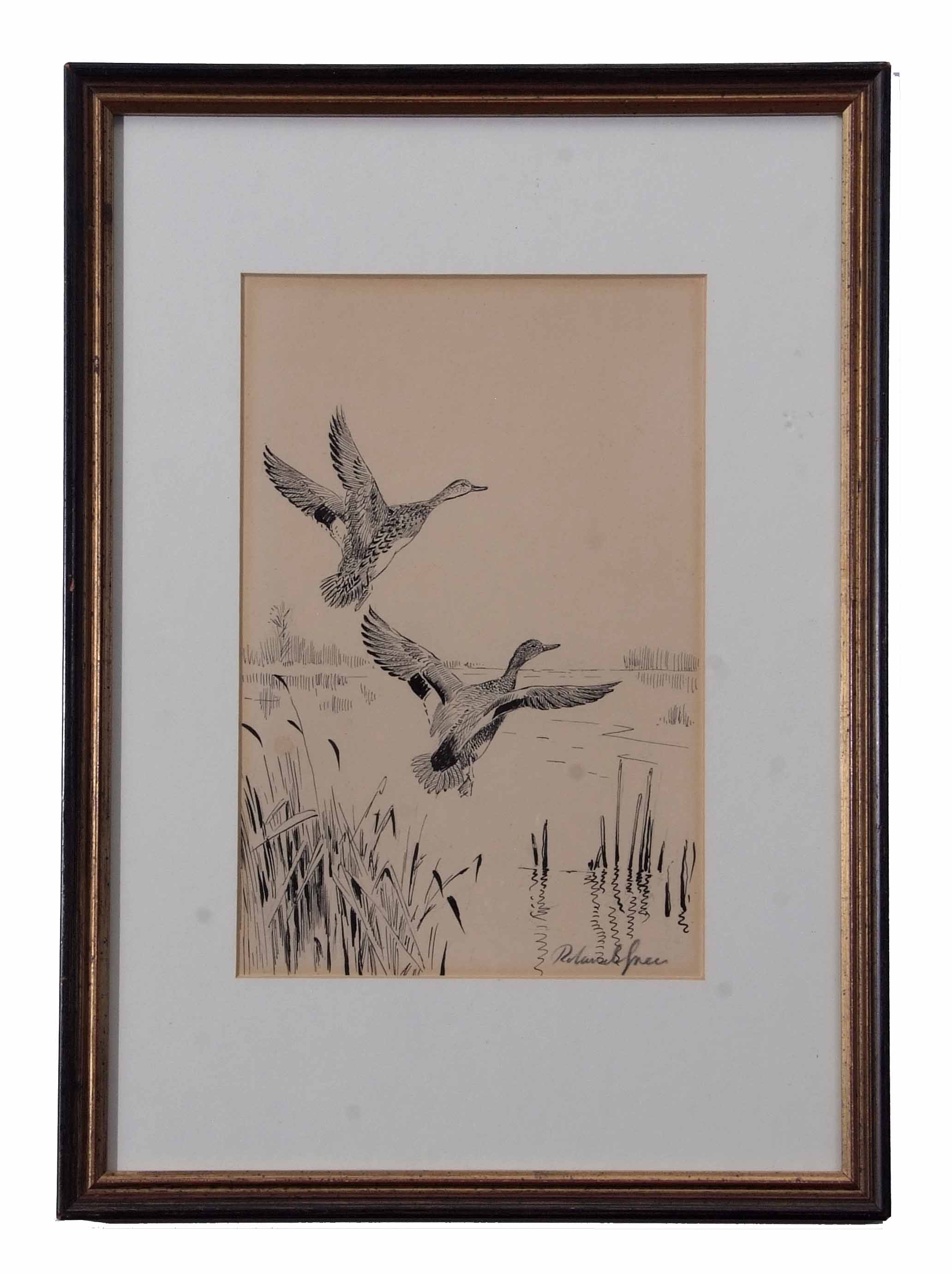 AR Roland Green (1896-1972), Mallard alighting, pen and ink drawing, signed in pencil to lower - Image 2 of 2