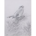 AR John Cyril Harrison (1898-1985), Crossbill, pencil drawing, initialled lower left, 19 x 14cm