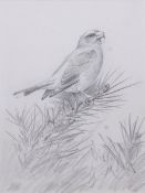 AR John Cyril Harrison (1898-1985), Crossbill, pencil drawing, initialled lower left, 19 x 14cm