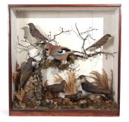 Taxidermy Cased group of mixed birds including Jay, Woodpecker etc, 74 x 74cm
