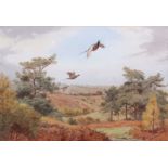 AR John Cyril Harrison (1898-1985), Pheasants, watercolour, signed lower right, 32 x 46cm.