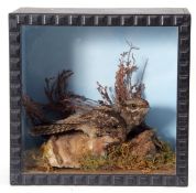 Taxidermy Cased Nightjar in naturalistic setting, 31 x 32cm