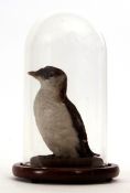 Taxidermy domed Little Auk, 28cm high