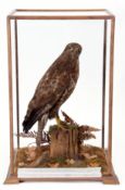 Taxidermy Cased Buzzard on naturalistic base, 63 x 39cm (pre-1947)