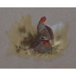 AR Brian Reed (born 1934) , English Partridge , watercolour, signed lower left , 16 x 20cms