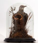 Taxidermy Domed Green Woodpecker on naturalistic base, 36cm high