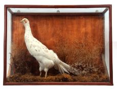 Taxidermy Cased Albino Pheasant in naturalistic setting, 59 x 79cm