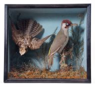 Taxidermy Cased Green Woodpecker and Nightjar in naturalistic setting, 39 x 43cm