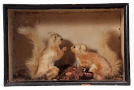 Taxidermy Cased pair of Red Squirrel (badly faded) by T Elliss of Swaffham, 30 x 46cm