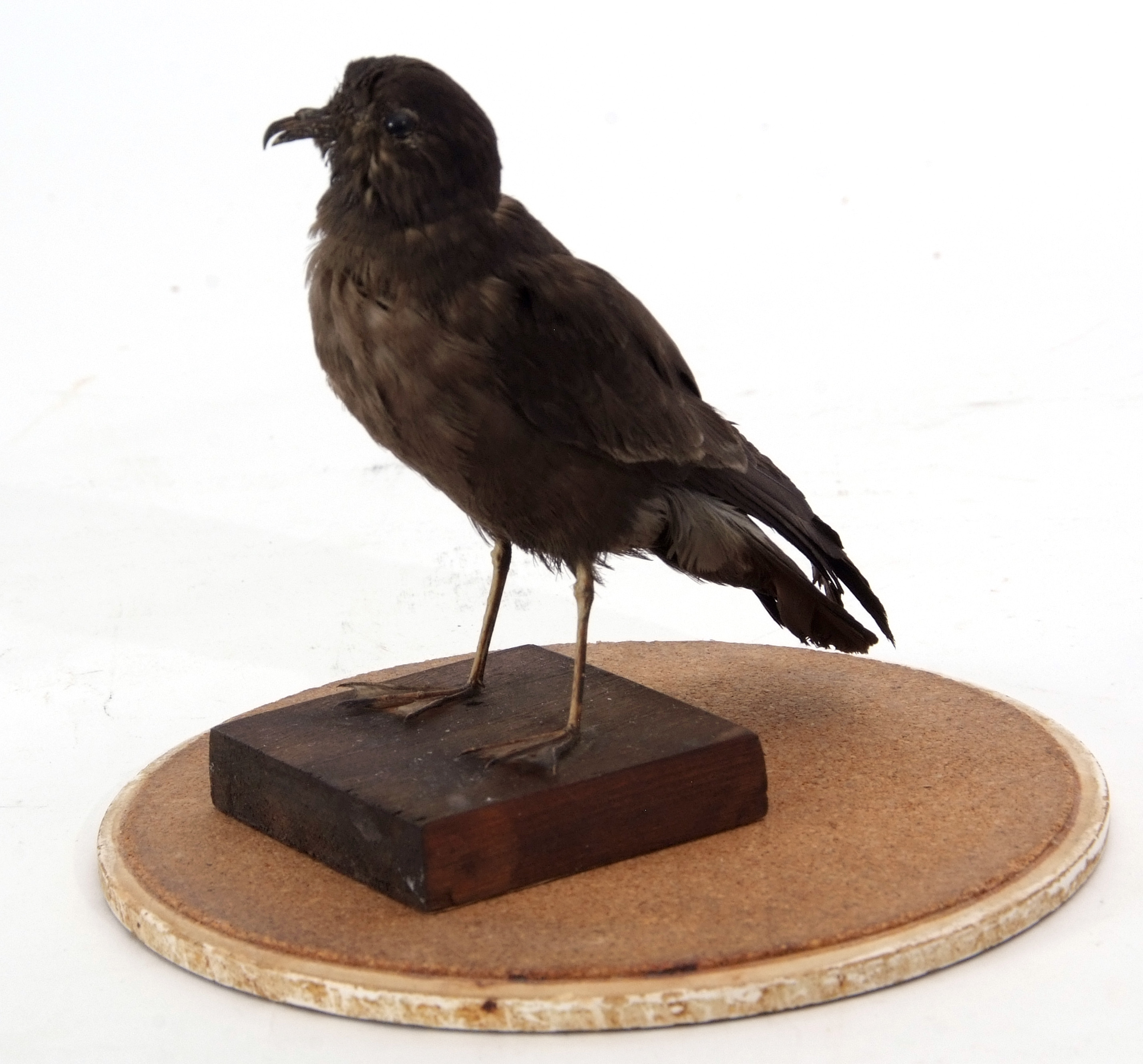 Taxidermy domed Storm Petrel, 20cm high - Image 2 of 2