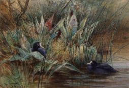 Charles Whymper, RI, (1853-1941) , "Coots" , watercolour, signed lower left , 16 x 24cms .