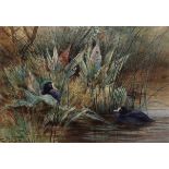 Charles Whymper, RI, (1853-1941) , "Coots" , watercolour, signed lower left , 16 x 24cms .