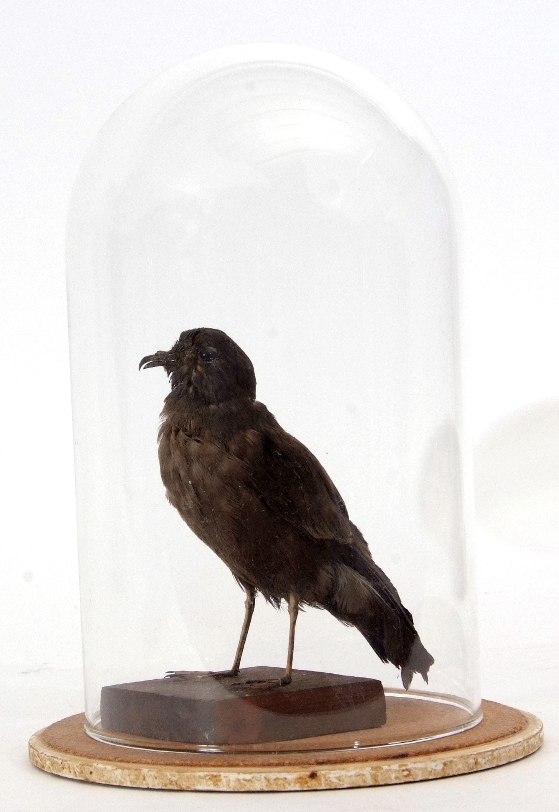 Taxidermy domed Storm Petrel, 20cm high