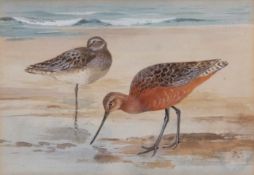 AR Roland Green (1896-1972), pair of Bar-tailed Godwit, watercolour, initialled lower right, 13 x
