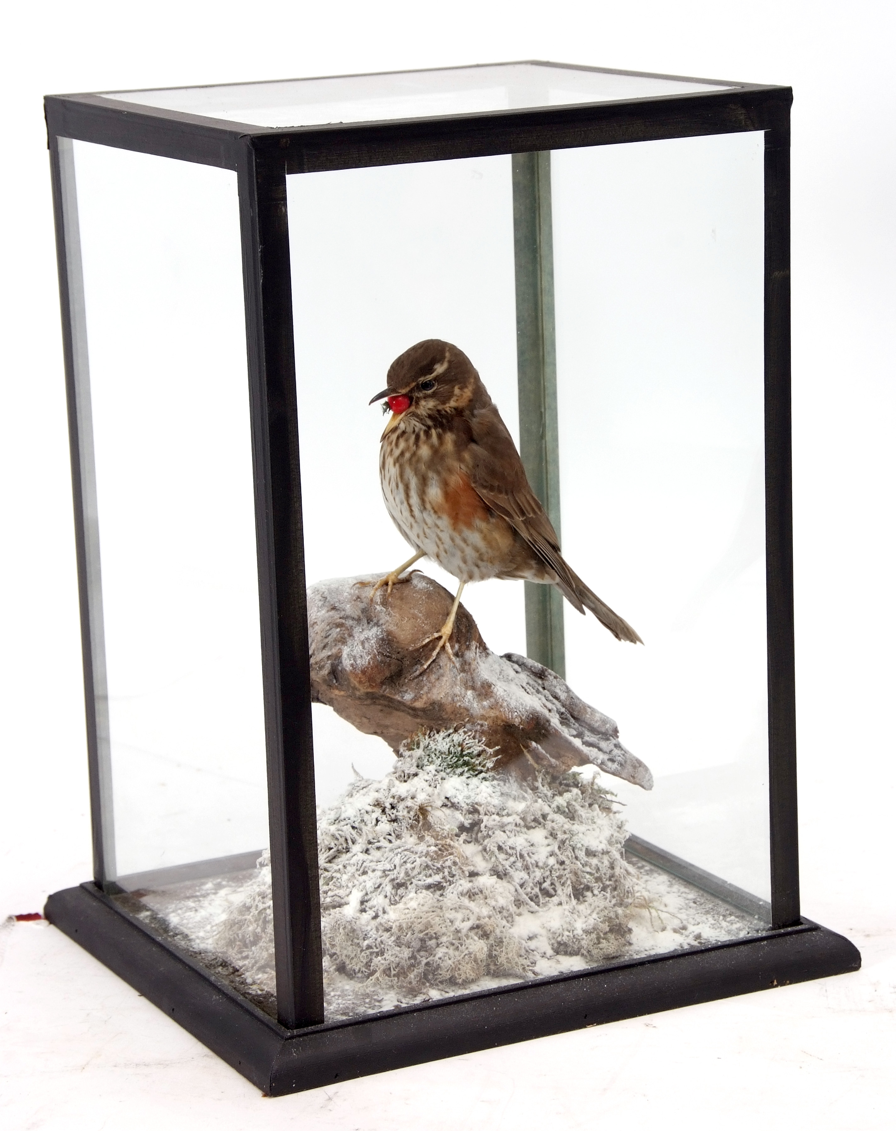 Taxidermy Cased Red Wing on naturalistic winter base, 40 x 25cm - Image 2 of 2