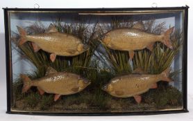 Taxidermy Cased group of four Roach in naturalistic setting by J Cooper & Sons, St Luke, London,