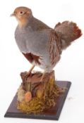 Taxidermy uncased English Partridge on naturalistic base