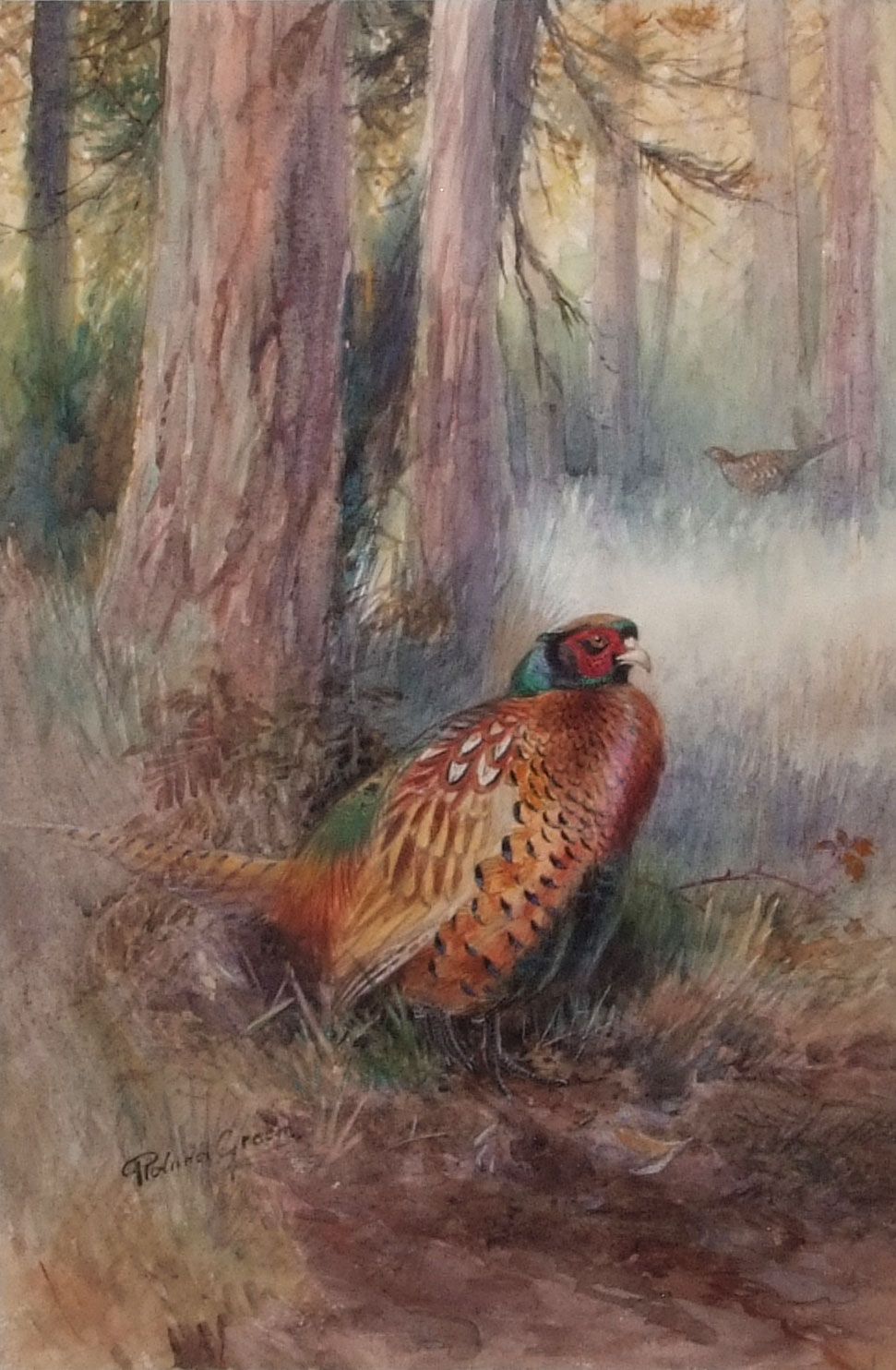 AR Roland Green (1896-1972), Pheasant in woodland, watercolour, signed lower left, 47 x 31cm