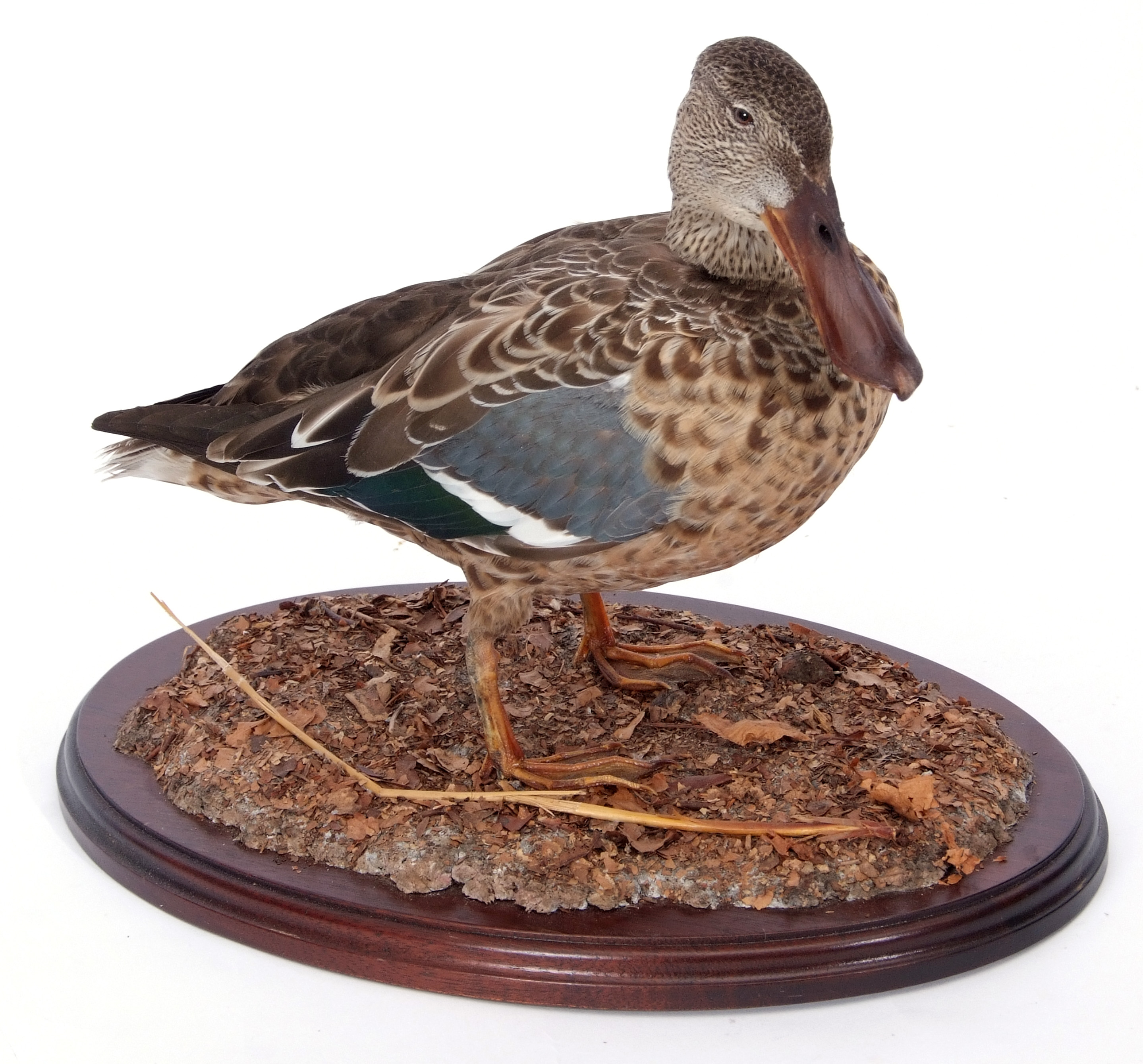 Taxidermy uncased English Partridge on naturalistic base - Image 2 of 2