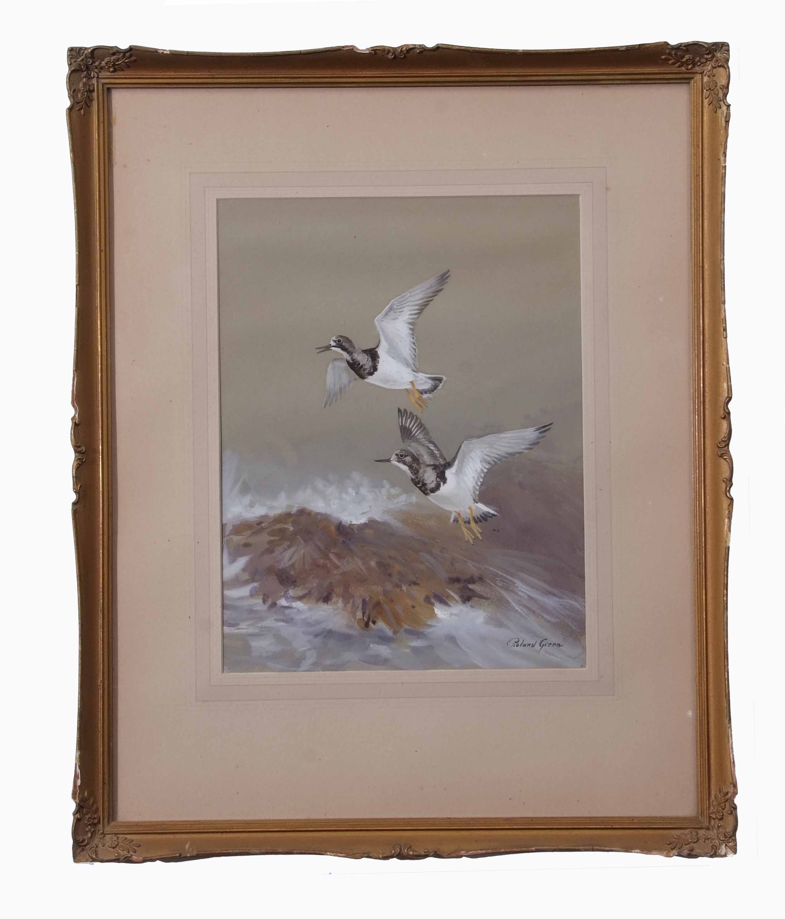 AR Roland Green (1896-1972), Plover in flight over a coast, watercolour and gouache, signed lower - Image 2 of 2