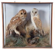 Taxidermy Cased Barn Owl and Tawny Owl in naturalistic setting, 50 x 54cm