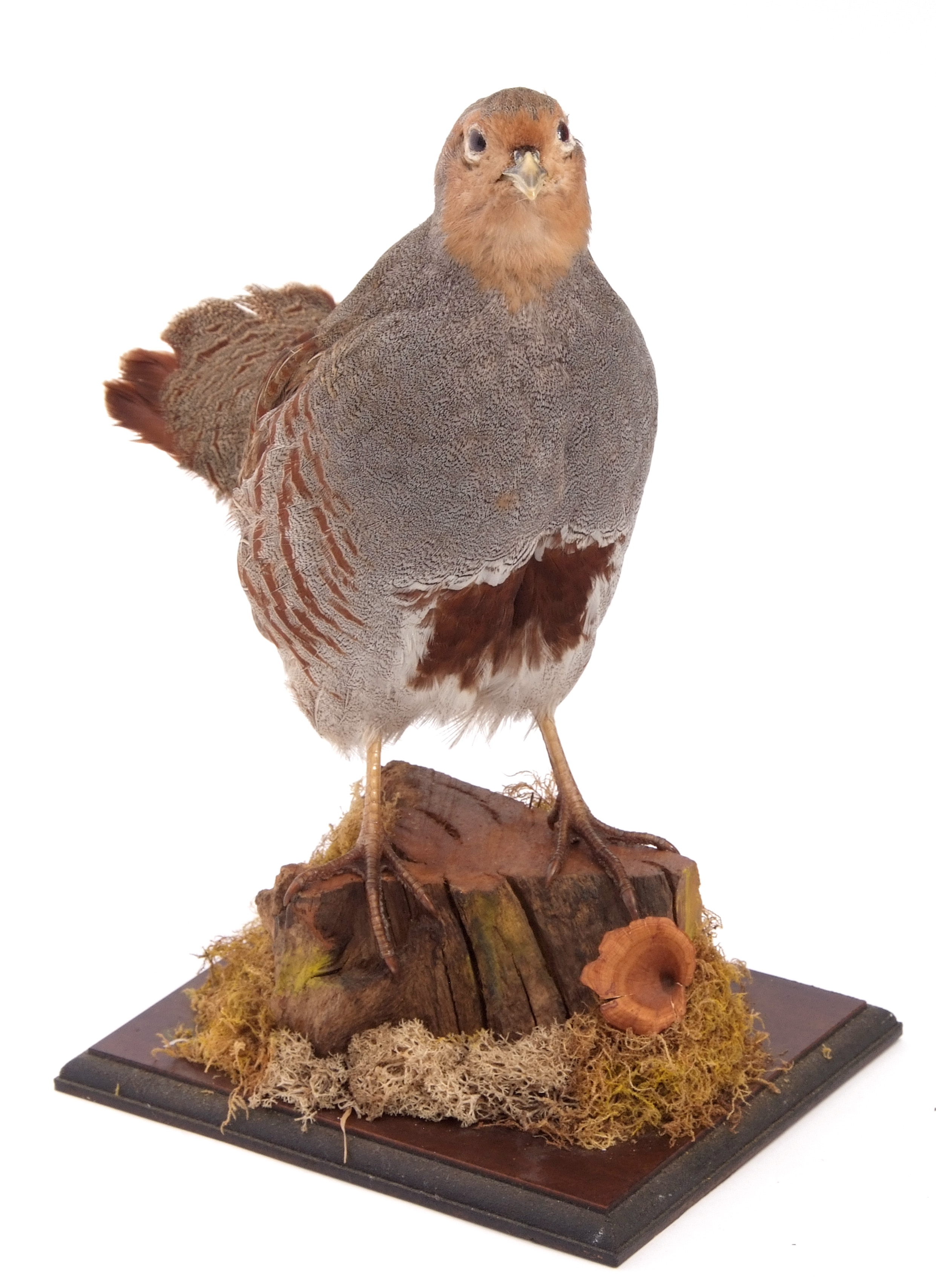 Taxidermy uncased English Partridge on naturalistic base - Image 2 of 2