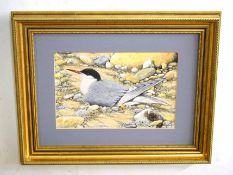 James E Cooke (20th Century), Tern, watercolour, signed lower left, 20 x 30cm , together with a