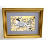 James E Cooke (20th Century), Tern, watercolour, signed lower left, 20 x 30cm , together with a