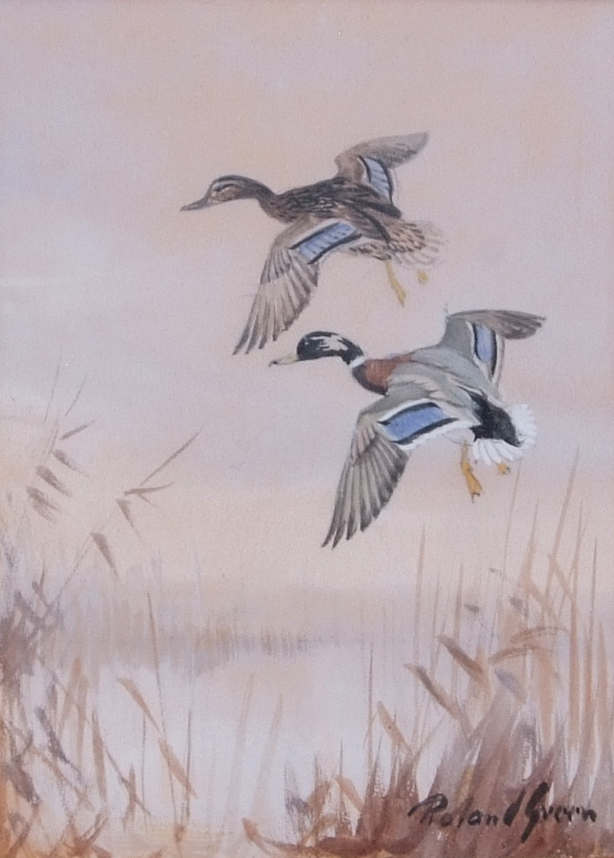 AR Roland Green (1896-1972), Mallard alighting, watercolour and gouache, signed lower right, 16 x