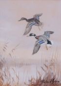 AR Roland Green (1896-1972), Mallard alighting, watercolour and gouache, signed lower right, 16 x