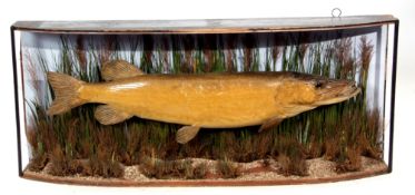 Taxidermy Cased Pike in naturalistic setting by J Cooper & Sons, St Luke London, 40 x 96cm (No