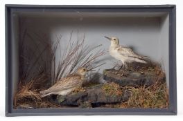 Taxidermy Cased pair of Little Stints in naturalistic setting, 26 x 40cm
