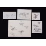 AR John Cyril Harrison (1898-1985), Bird Studies, Packet containing 5 pencil drawings, 3 initialled,
