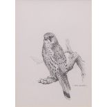 AR Carl Donner (CONTEMPORARY) , "Kestrel" , pencil drawing, signed lower right , 18 x 13cms