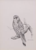 AR Carl Donner (CONTEMPORARY) , "Kestrel" , pencil drawing, signed lower right , 18 x 13cms