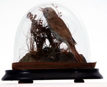 Taxidermy Domed Nightingale on naturalistic base, 18cm high