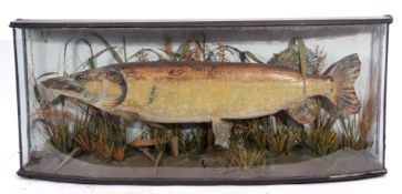 Taxidermy Cased Pike in naturalistic setting by F E Gunn of St Giles Street, Norwich, 51 x 125cm