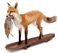 Taxidermy uncased Fox with Partridge