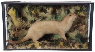 Taxidermy Cased Otter in naturalistic setting by H T Shopland of Higher Street, Torquay, 61 x 112cm